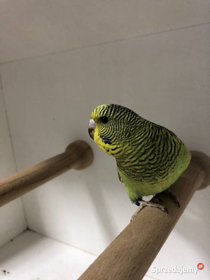 Papugi Faliste BlackWingSzpalt na BW podkarpackie Jedlicze sprzedam