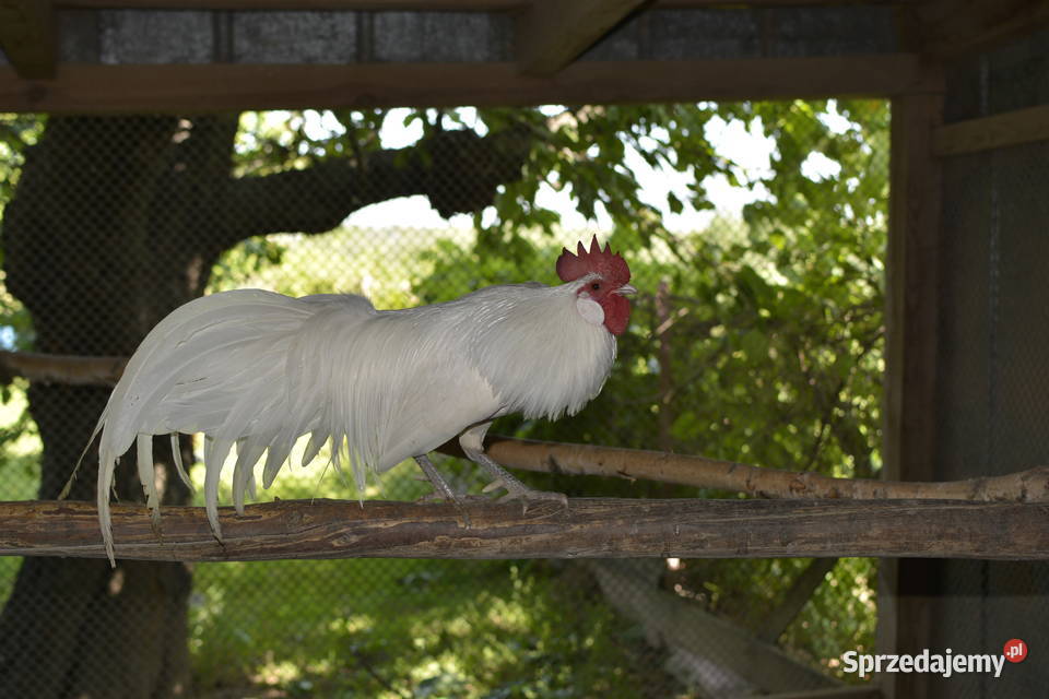 Kury ozdobne feniksy białe Zwierzęta Rzeszów