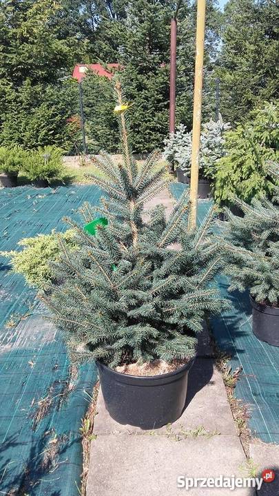 Świerk srebrny 80100 Szkółka Producent łódzkie Rydzyny