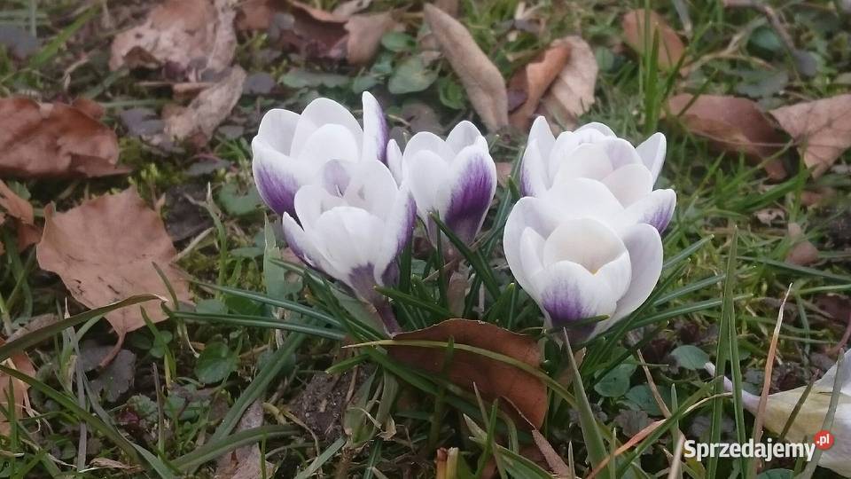Korepetycje nauka lekcje skrzypiec dolnośląskie Bolesławiec