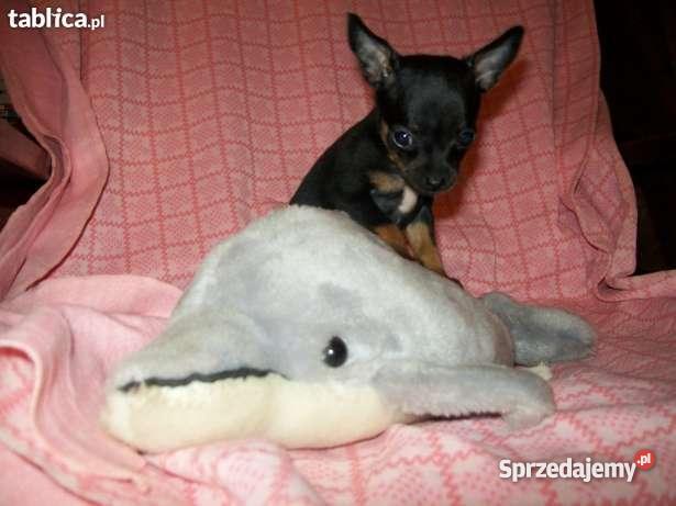 RATLEREK PINCZER MINIATURKA