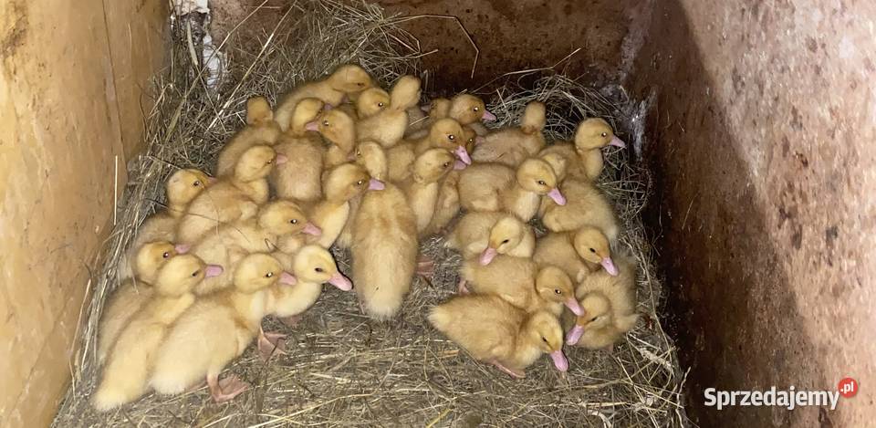 Kaczka Pekin transport kury brojler nioski małopolskie Nowy Targ sprzedam