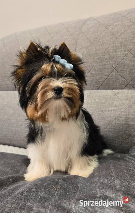 Biewer uroczy malutki piesek Yorki York do śląskie Orzesze