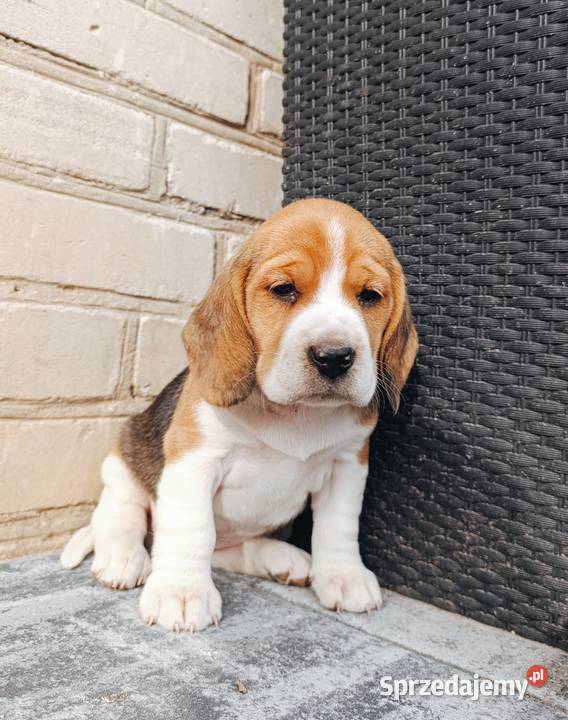 Beagle tricolor szczeniak Sokołów Podlaski