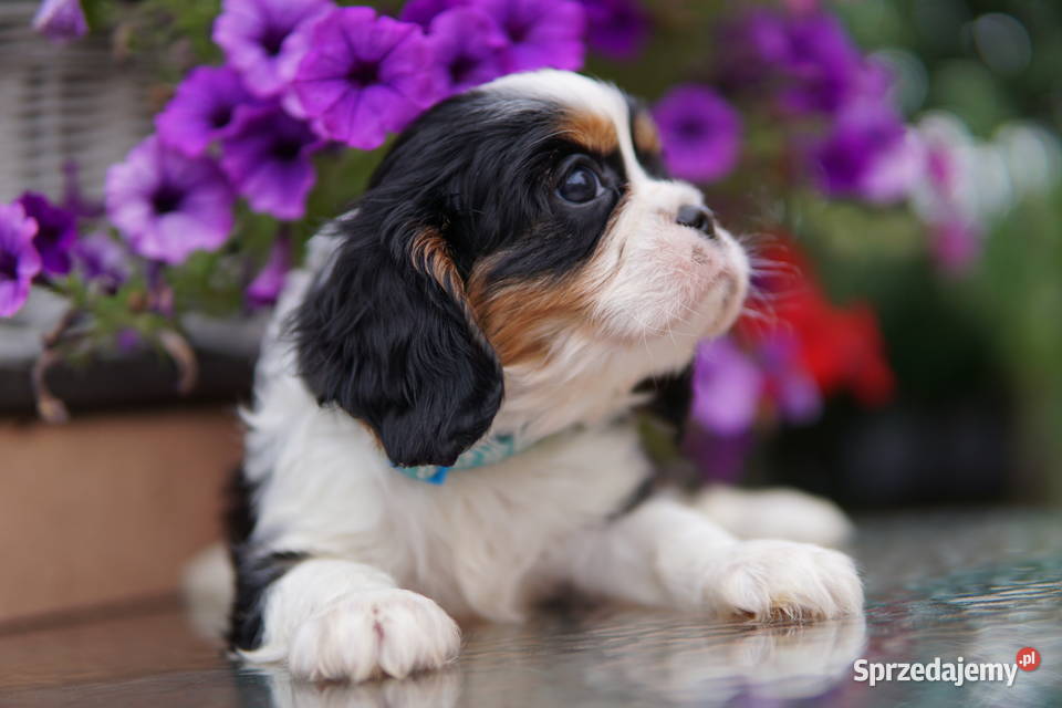 Szczenięta Cavalier King Charles Spaniel Rzeszów