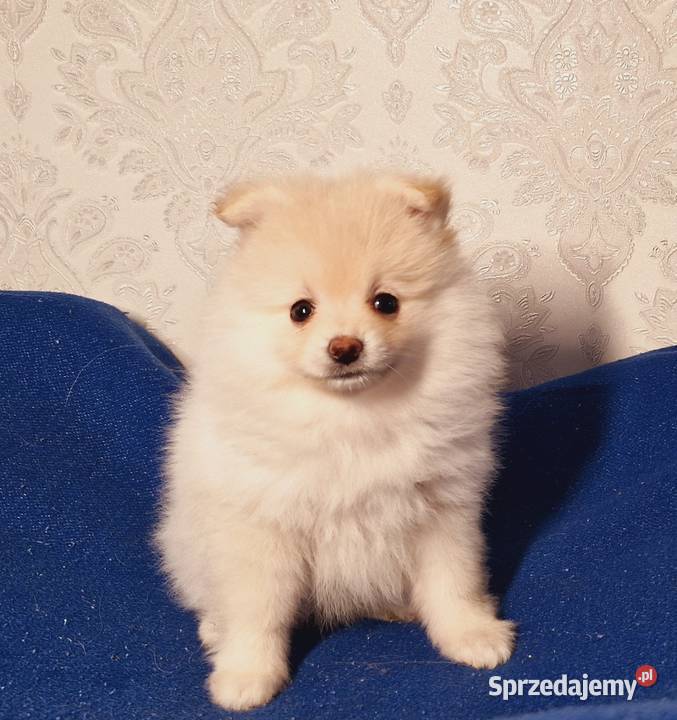Szpic miniaturowy Pomeranian łódzkie Zgierz