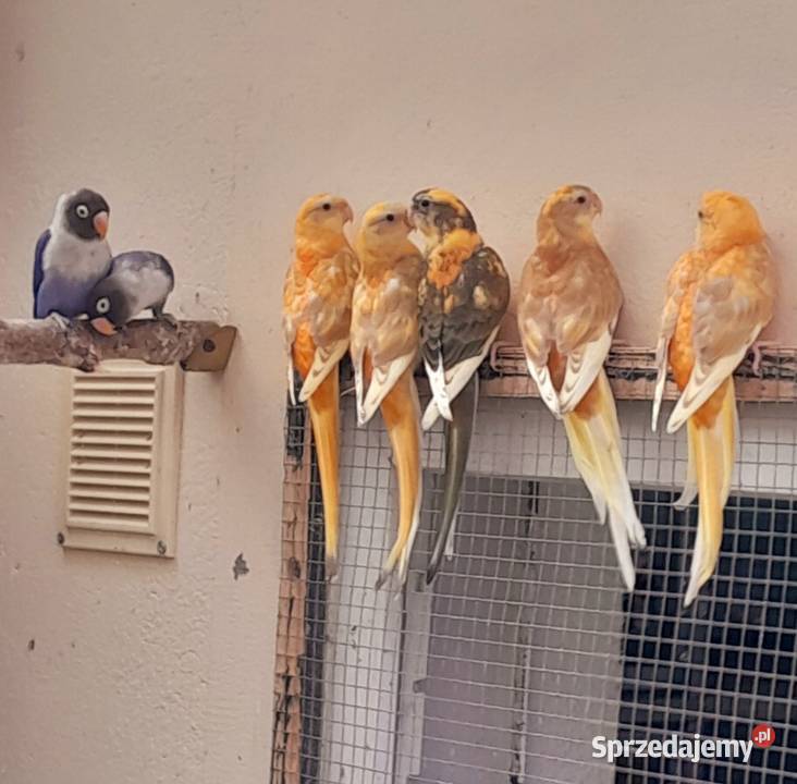 Sprzedam świergotki Ostrów Wielkopolski