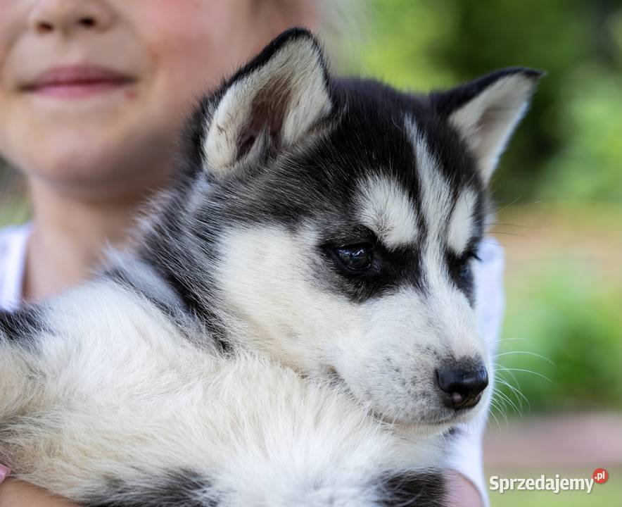Sunia Siberian Husky szczenię rodowód podkarpackie