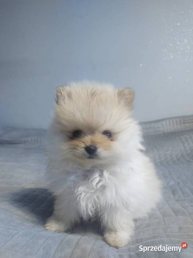 Szpic Miniaturowy Szpic miniaturowy Witkowo Drugie