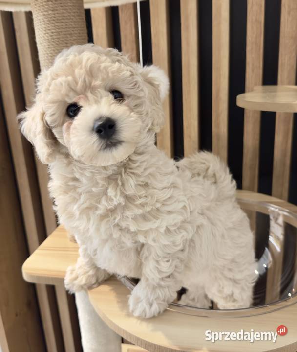 Piesek Bichpoo Zalesie Górne sprzedam