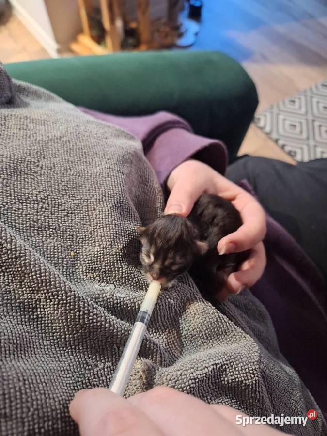 Kotek main coon z rodowodem Zabrze sprzedam