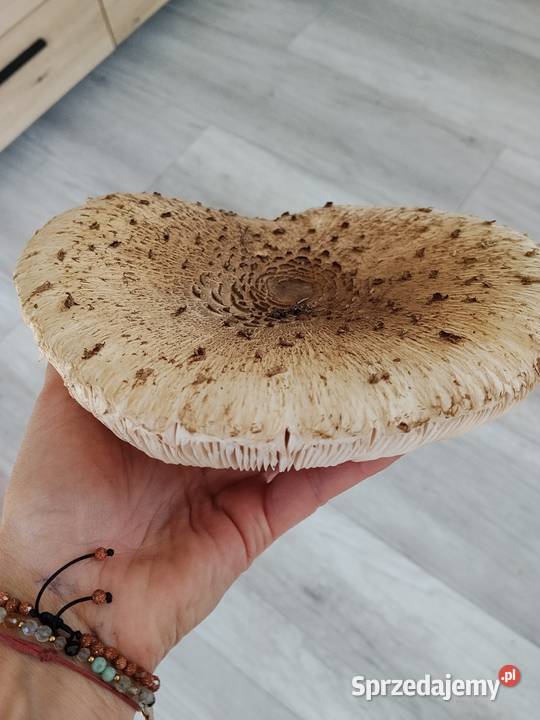 Pyłek z grzybów czubajki kani Delikatesy Uwieliny