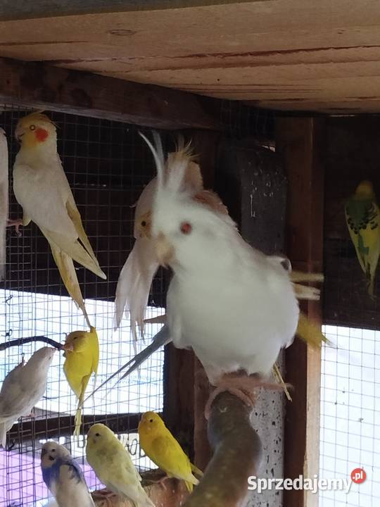 Sprzedam Nimfy Faliste Bukowiec