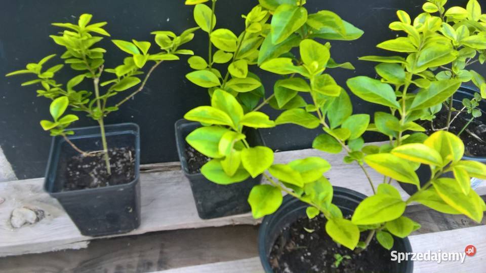 Ligusrt Aurea Variegata mazowieckie