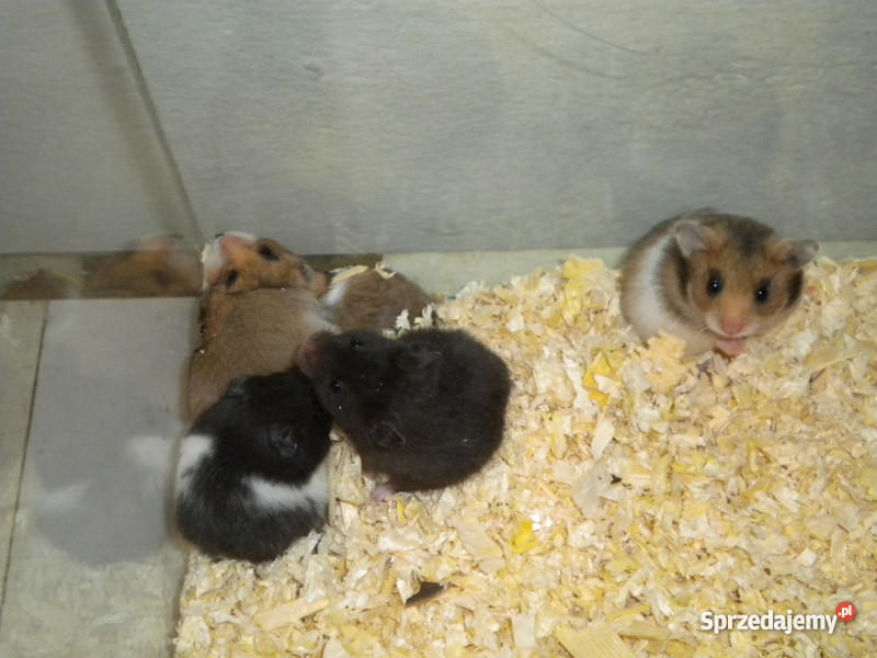 chomiki syryjsie młode Radom