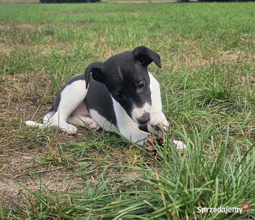 Chart Angielski Whippet FCI gotowe do odbioru opolskie Lubnów