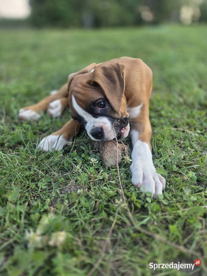 Bokser szczenięta Dominowo