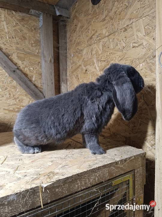 Samiec francuski baran niebieski z rodowodem Ciężkowice