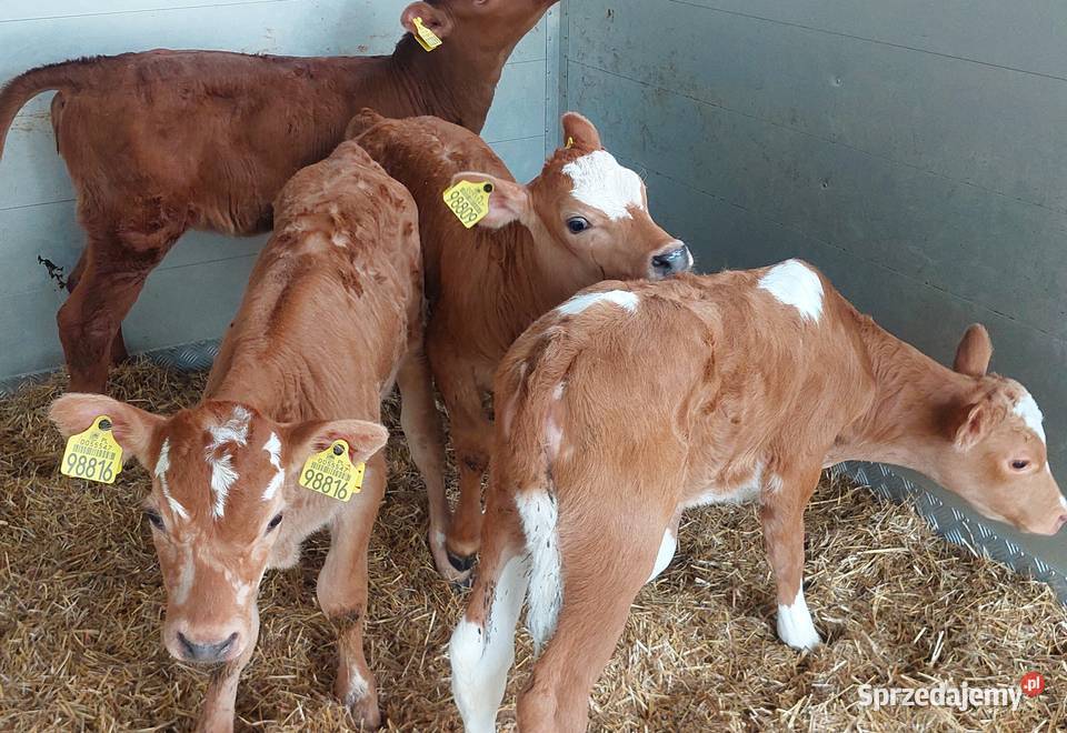 Sprzedam byczki mięsne Radom