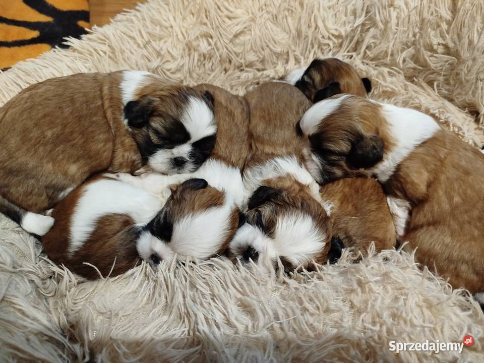 Piękne pieski shih tzu Mrągowo