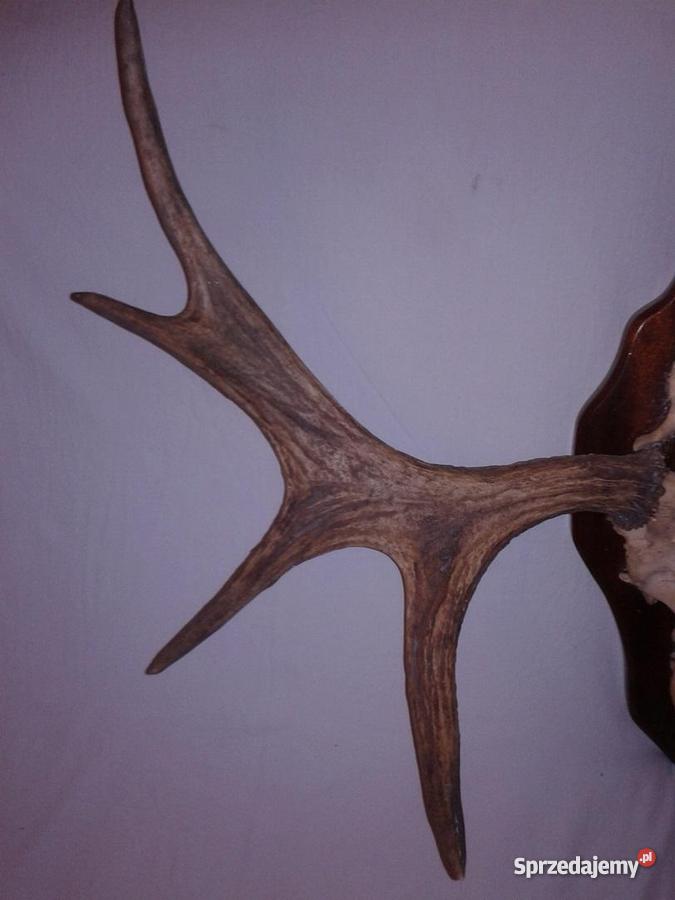 poroże Łosia Pozostałe Góra