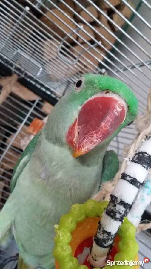 ALEKSANDRETTA WIELKA śląskie Bielsko-Biała