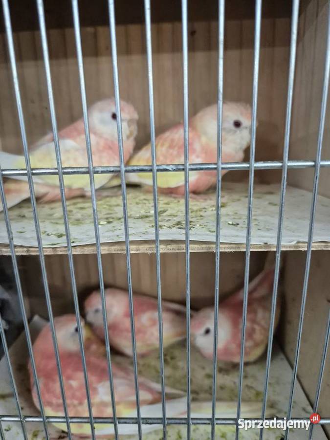 Lilianki łąkówki turkusowe sprzedam Kamień Śląski