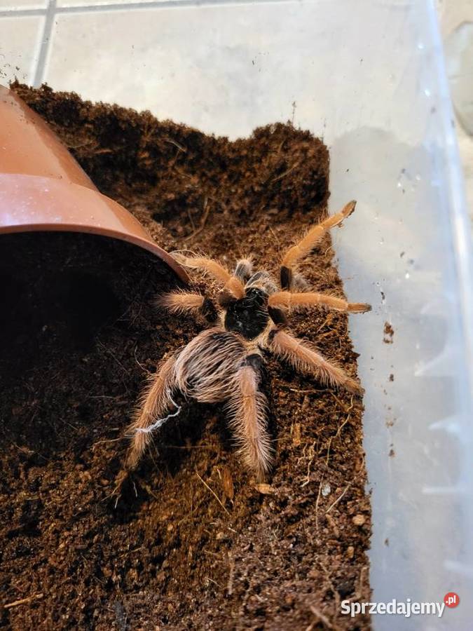 Pająk Megaphobema robustum samice 35DC Pozostałe Kraków sprzedam