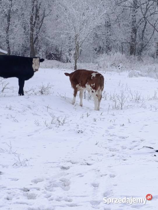 Jałówka SM 7 miesięcy kujawsko-pomorskie Lubień Kujawski