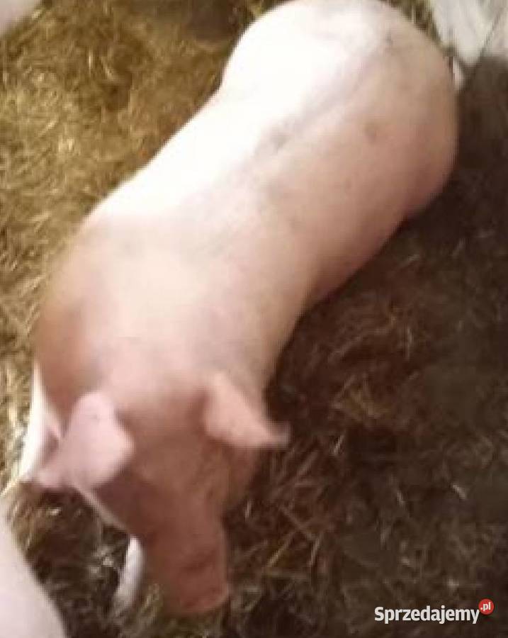 Sprzedam tucznika Trzoda chlewna Giełda zwierząt Lubcza sprzedam