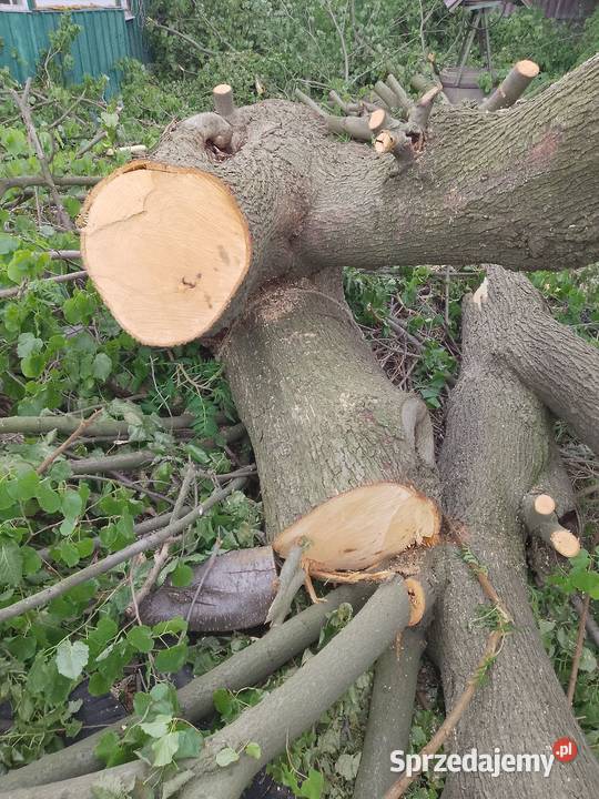 Drewno lipowe na rzeźby podkarpackie Rudna Mała sprzedam