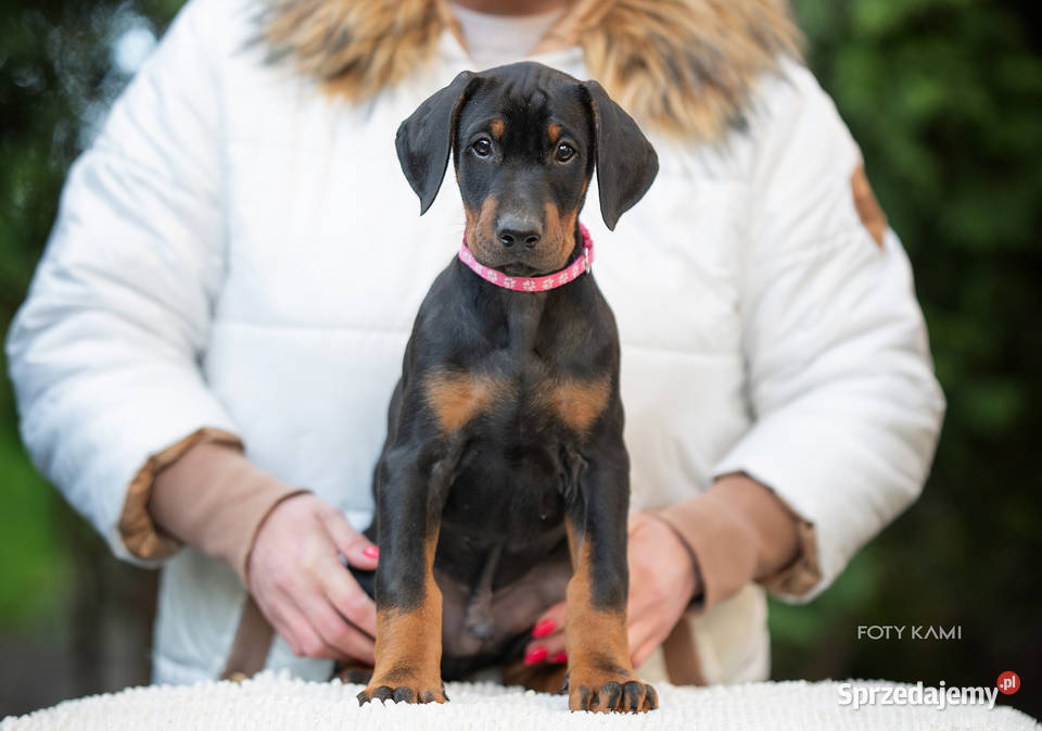 Doberman FCI Cudowne szczenięta