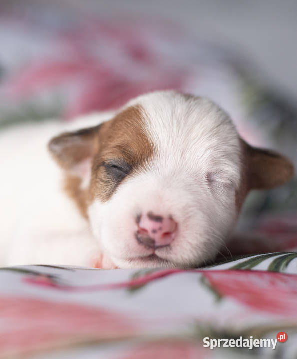 Gładkowłosa suczka ZKwP FCI mazowieckie