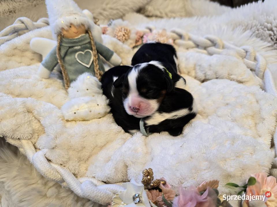 Piesek przebadanych genetycznie rodzicach