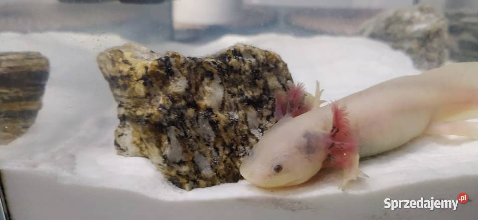 Axolotl śląskie Jastrzębie-Zdrój