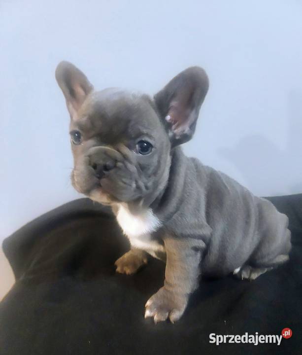 Buldog francuski pieseki i suczki blue sprzedam