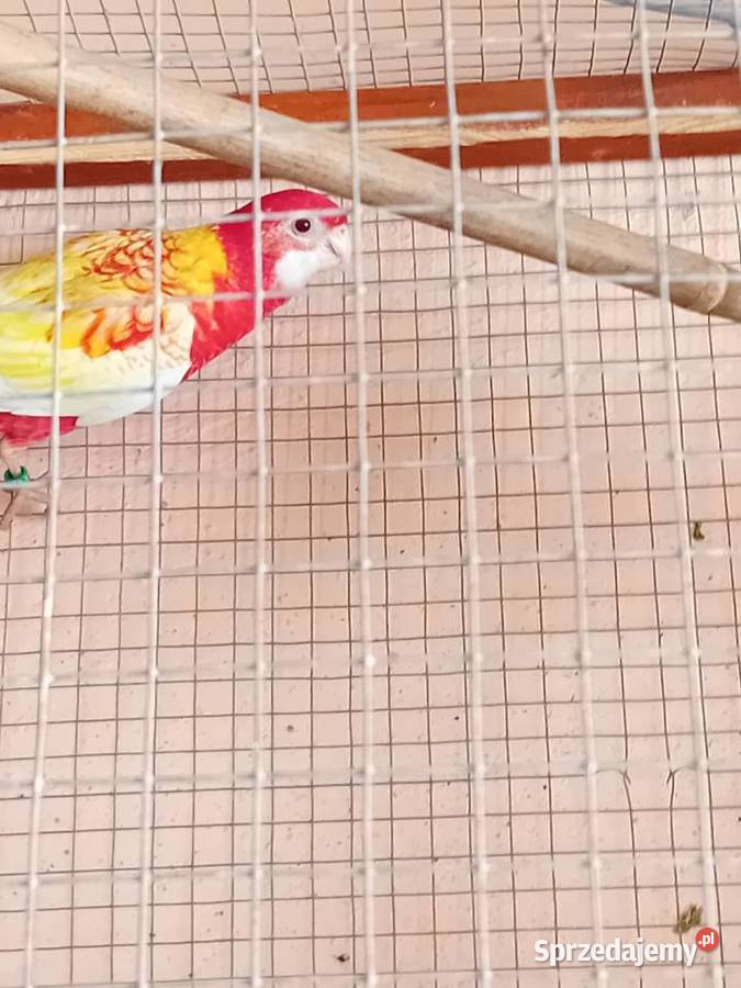 Papugi rozele rubino mazowieckie