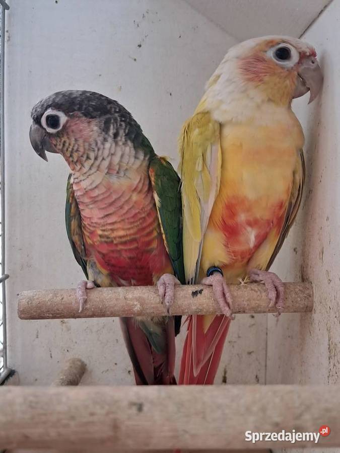 RudosterkaRudosterki podkarpackie Tryńcza