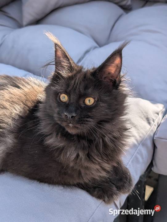 Evita czarna dymna kotka Maine Coon Tica Pszczyna
