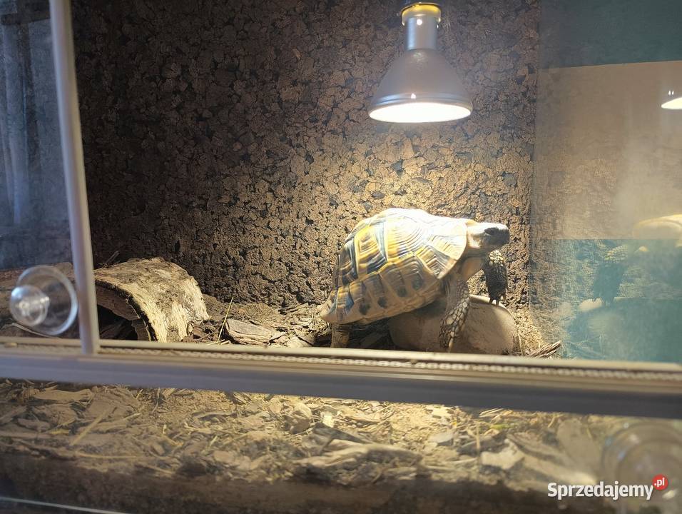 Żółw grecki Henio szuka domu Kielce