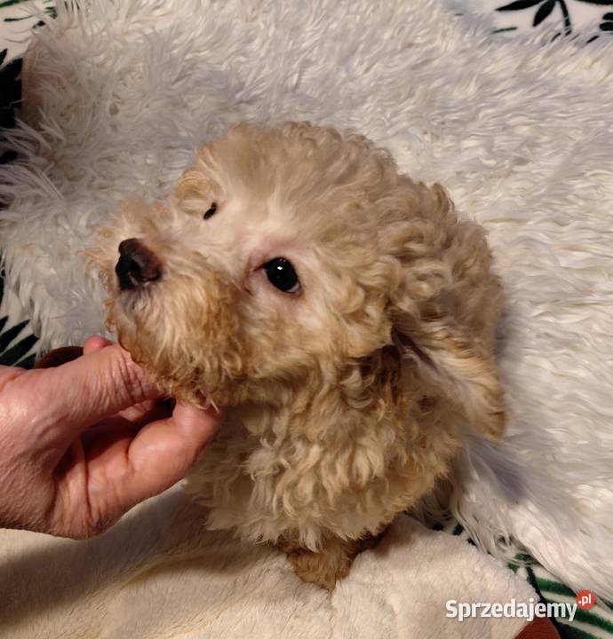 Pudel toy morelowy Wyszków sprzedam