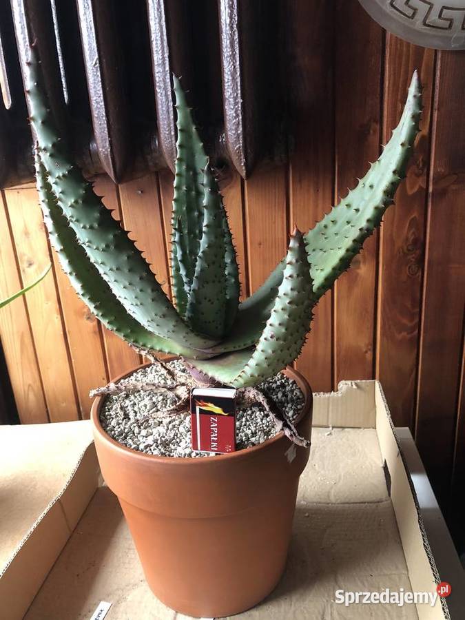 Aloe Ferox aloes uzbrojony piękna i rzadka Piastów