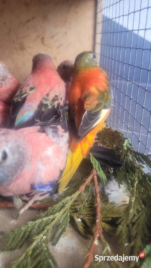 Papugi lilianki Wieliczka