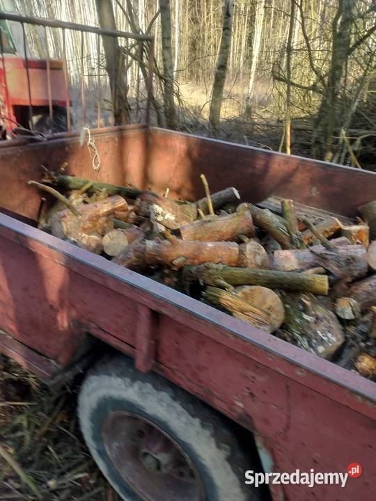 Drzewo Miłochniewice sprzedam