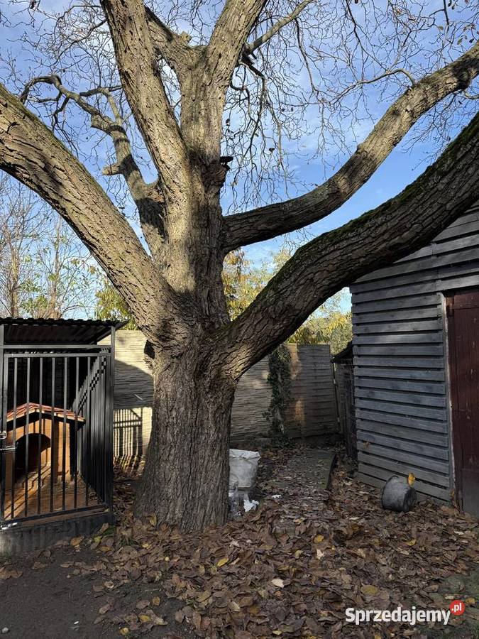 Sprzedam drewno orzech włoski lubuskie lubuskie Wschowa