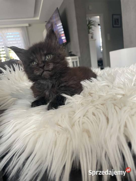 Ares kocurek Maine Coon Nowa Wieś Lęborska