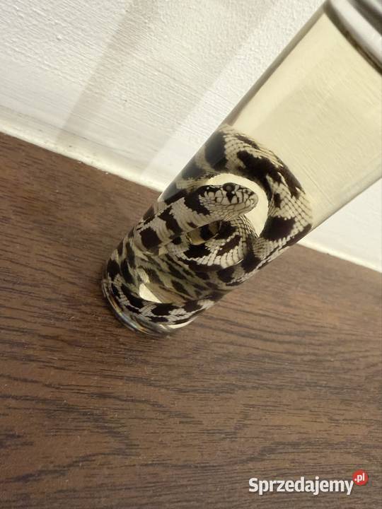 Wąż w butelce ozdoba Warszawa