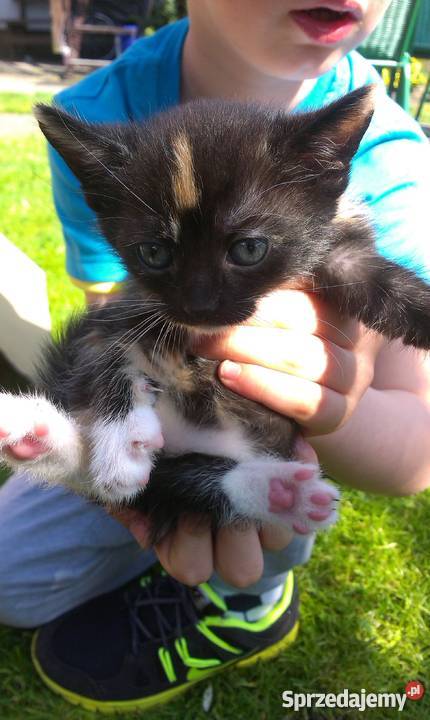 Do adopcji młode kocięta Koty Będzin