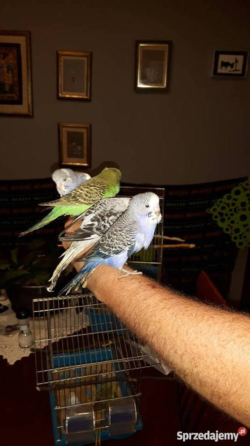 Papugi papużki faliste ręcznie karmione oswojone Pozostałe Łaziska Górne