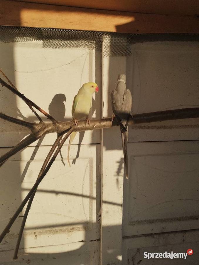 Aleksandretta Aleksandretty obrożne opolskie Solarnia